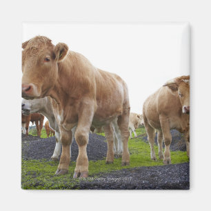 Íman Rebanho de vacas brancas novas no campo escocês