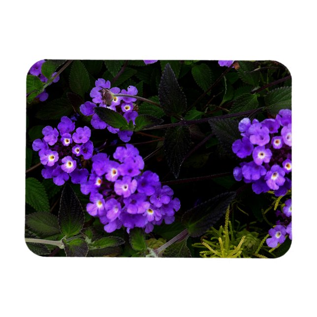 Íman Reboque Roxo Lantana #1 Magnet (Horizontal)