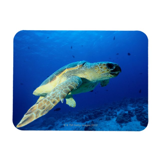 Íman Recife de barreira de excelente, Austrália 2 (Horizontal)