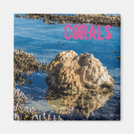 Íman Recife de corais na maré baixa do dom le morne mau