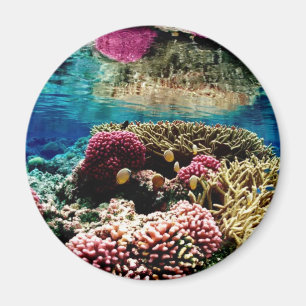 Íman Recife de Coral