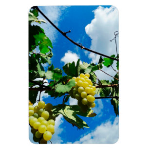 Íman Recipientes de uvas ao fundo