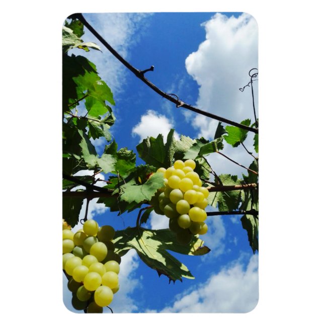 Íman Recipientes de uvas ao fundo (Vertical)