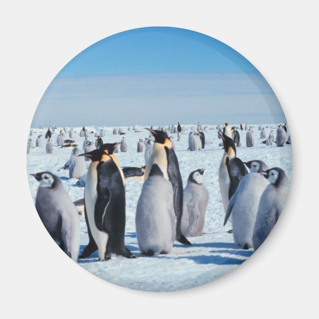 Íman Recolha de pinguins (Frente)