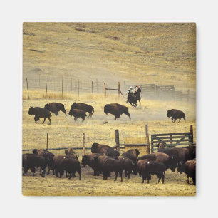 Íman Recolha do National Bison Range em Montana