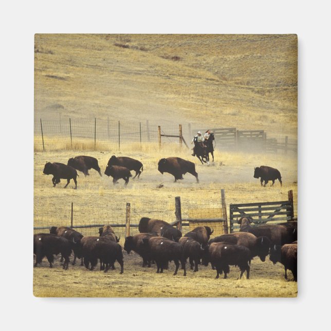 Íman Recolha do National Bison Range em Montana (Frente)