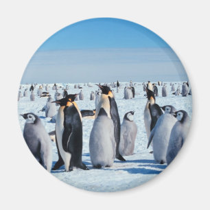 Íman Recolhimento do pinguim