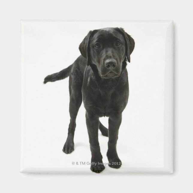 Íman Recuperador labrador preto (Frente)