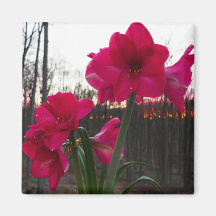 Íman Red Amaryllis e Winter Sunrise