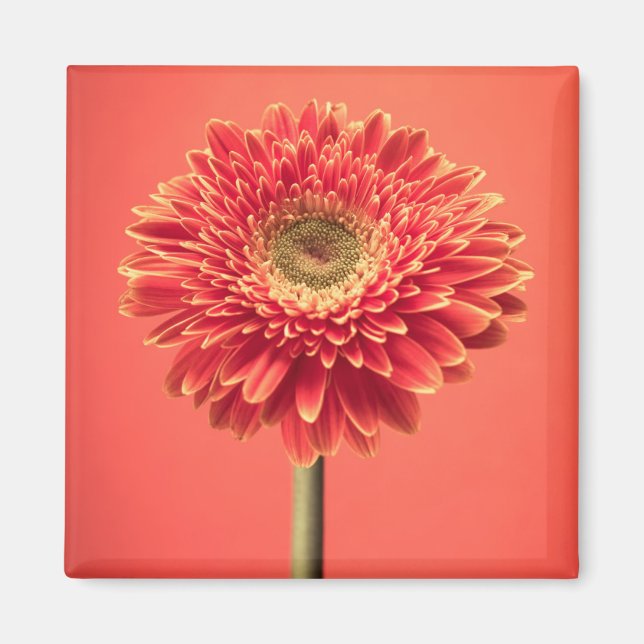 Íman Red Barberton Gerbera Daisy Flower (Frente)