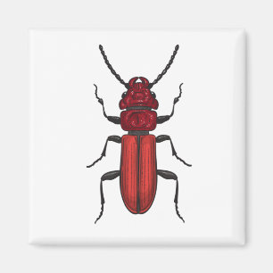 Íman Red beetle