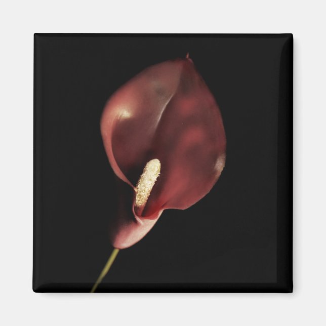 Íman Red Calla - Magnet (Frente)
