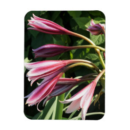 Íman Red Crinum Lily