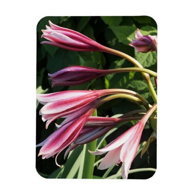 Íman Red Crinum Lily (Vertical)