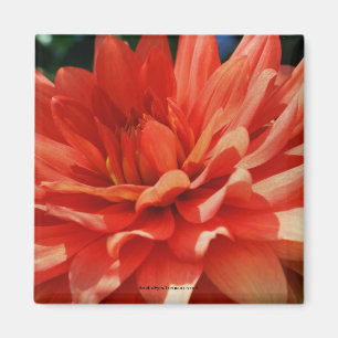 Íman Red Dahlia Flower Photo Magnet