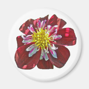Íman Red Dahlia Magnet