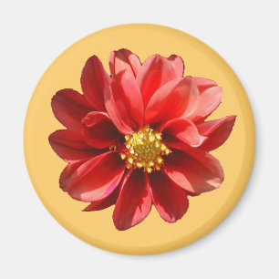Íman Red Dahlia Magnet