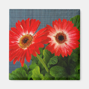 Íman Red Daisy