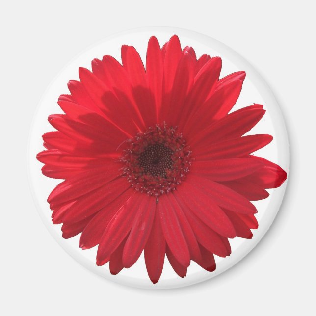 Íman Red Daisy Magnet (Frente)