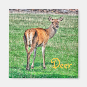 Íman Red Deer & Field Willife Animal Design