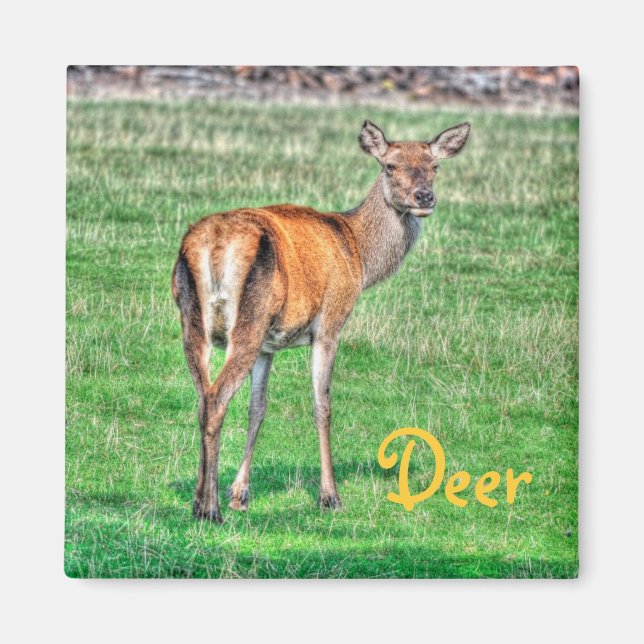 Íman Red Deer & Field Willife Animal Design (Frente)