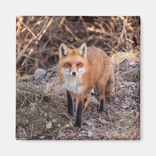 Íman Red Fox perto e pessoal (Frente)