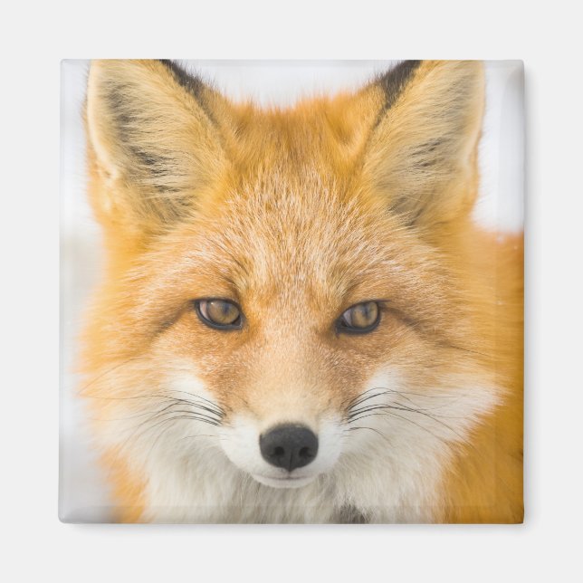 Íman Red Fox Portrait (Frente)
