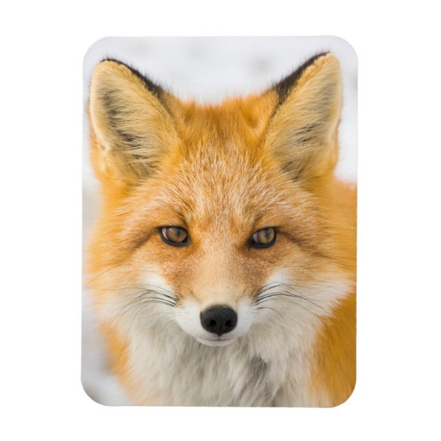 Íman Red Fox Portrait (Vertical)