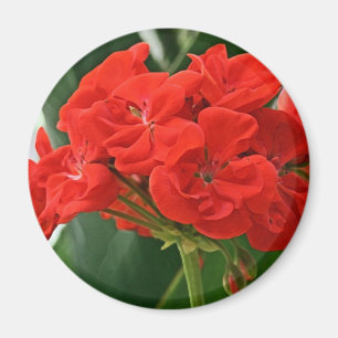 Íman Red Geranium