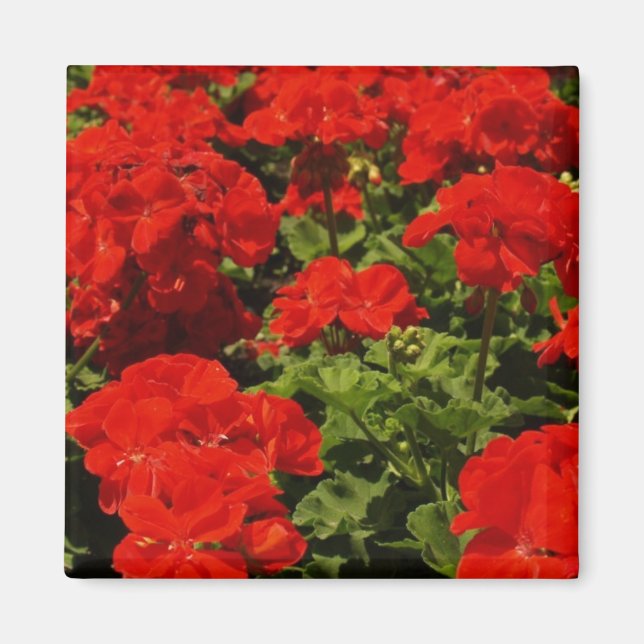 Íman Red Geraniums Magnet (Frente)