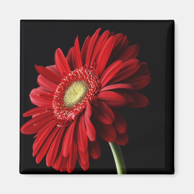 Íman Red Gerber Daisy Square Magnet (Frente)