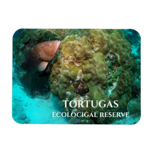 Íman Red Grouper in Coral, Reserva Ecológica de Tortug