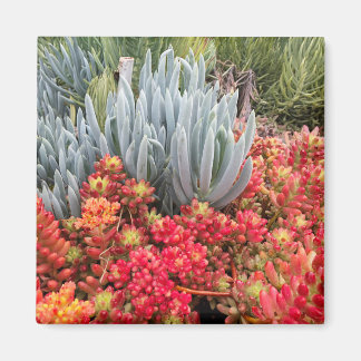 Íman Red Jelly Bean Sedum e Blue Ice Plant Succult