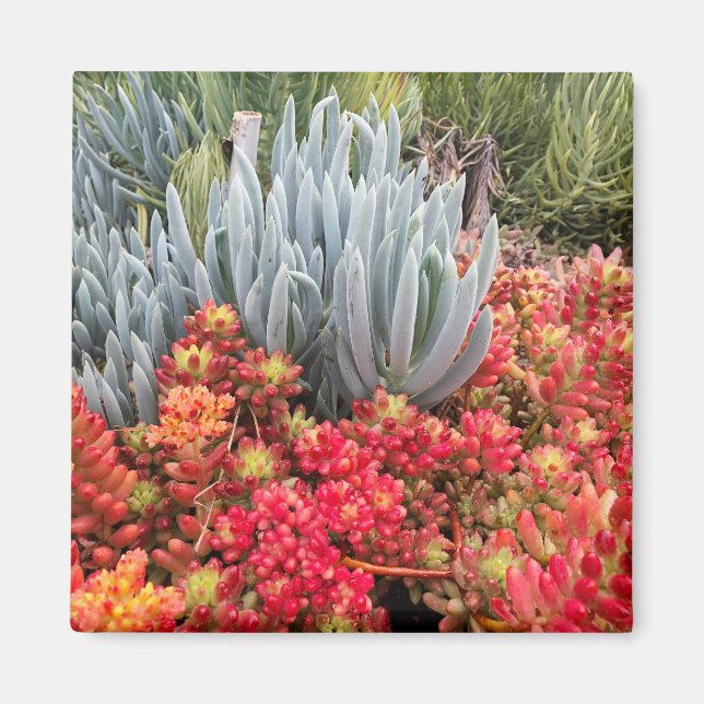 Íman Red Jelly Bean Sedum e Blue Ice Plant Succult (Frente)