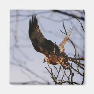 Íman Red Kite Tirando Magnet