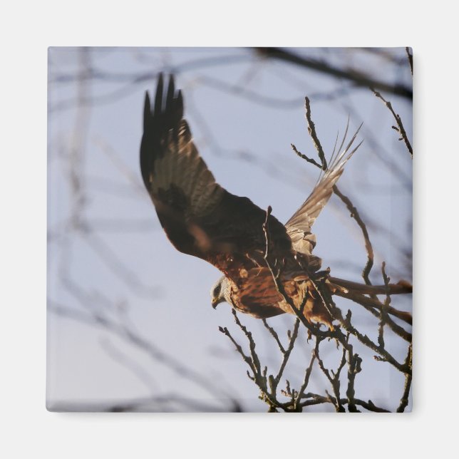 Íman Red Kite Tirando Magnet (Frente)