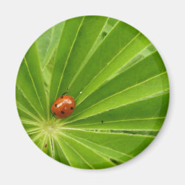 Íman Red Ladybird em Lupin Leaf Magnet