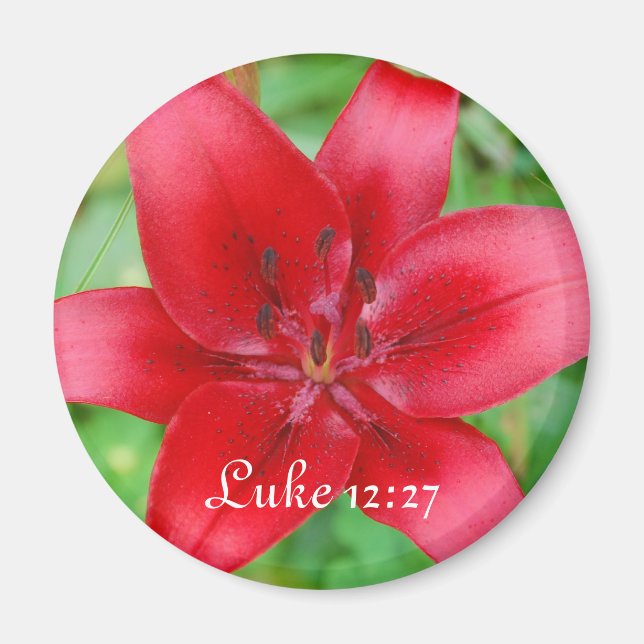 Íman Red Lily Magnet Luke 12:27 (Frente)