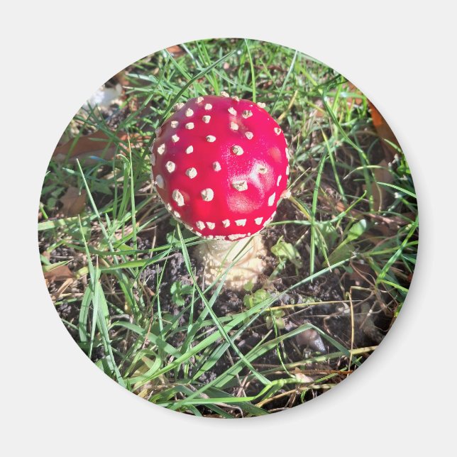 Íman Red mushroom  (Frente)