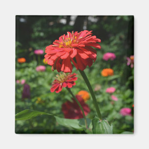 Íman red orange daisy floral, red flower garden