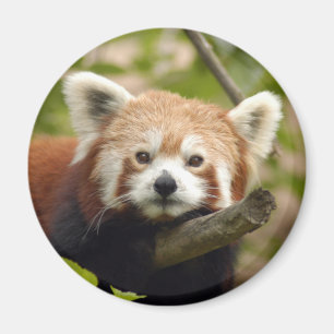 Íman red-panda-004