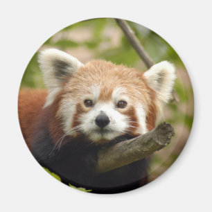 Íman Red-panda-005