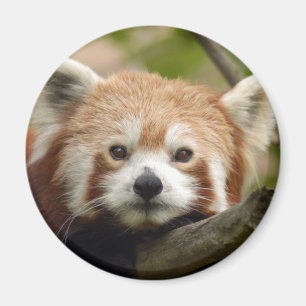Íman red-panda-010