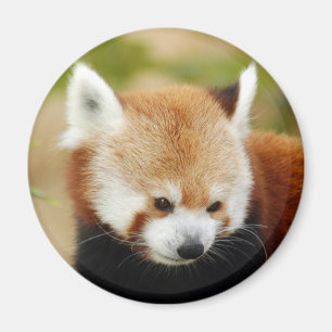 Íman red-panda-030