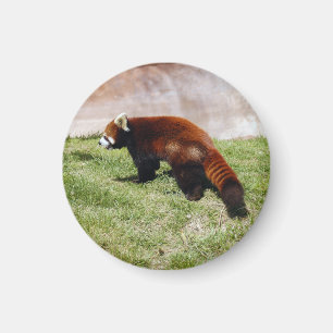 Íman red-panda-043