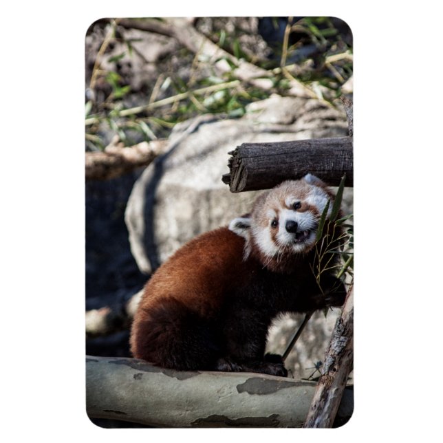 Íman Red Panda e Bamboo (Vertical)