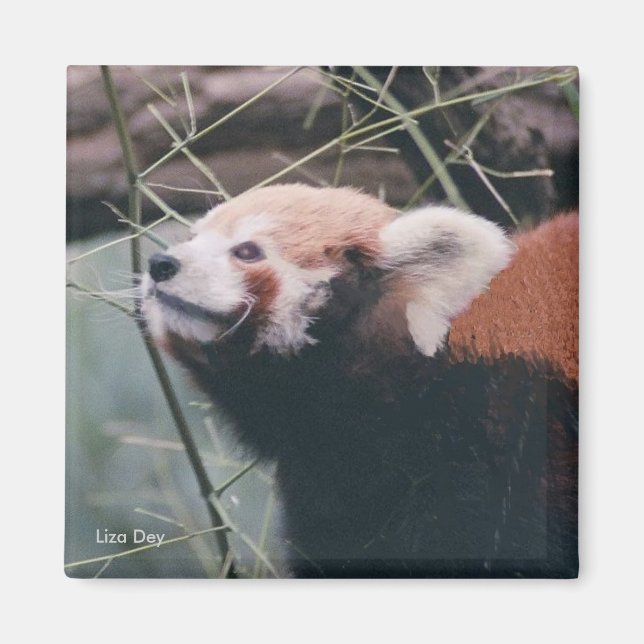 Íman Red Panda Magnet (Frente)
