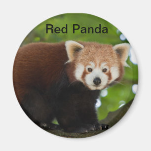 Íman Red Panda Magnet