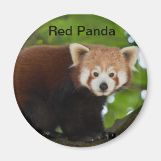 Íman Red Panda Magnet