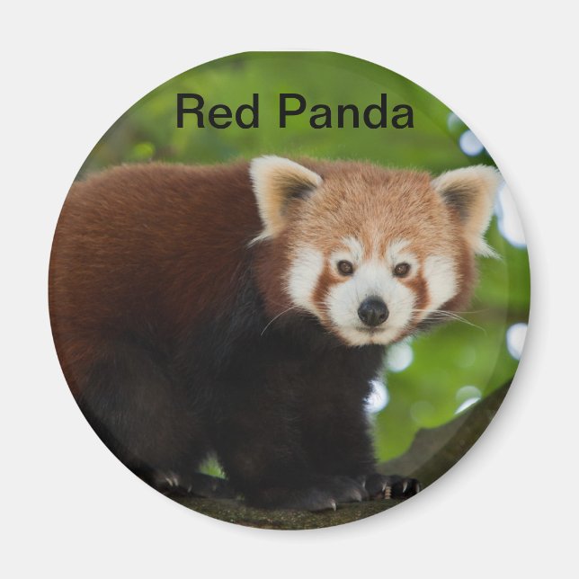 Íman Red Panda Magnet (Frente)
